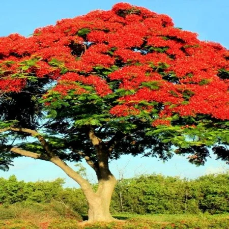 GRAINES-DARBRE-_C3-FLAMME-ROUGE-ROYAL-POINCIANA-Delonix